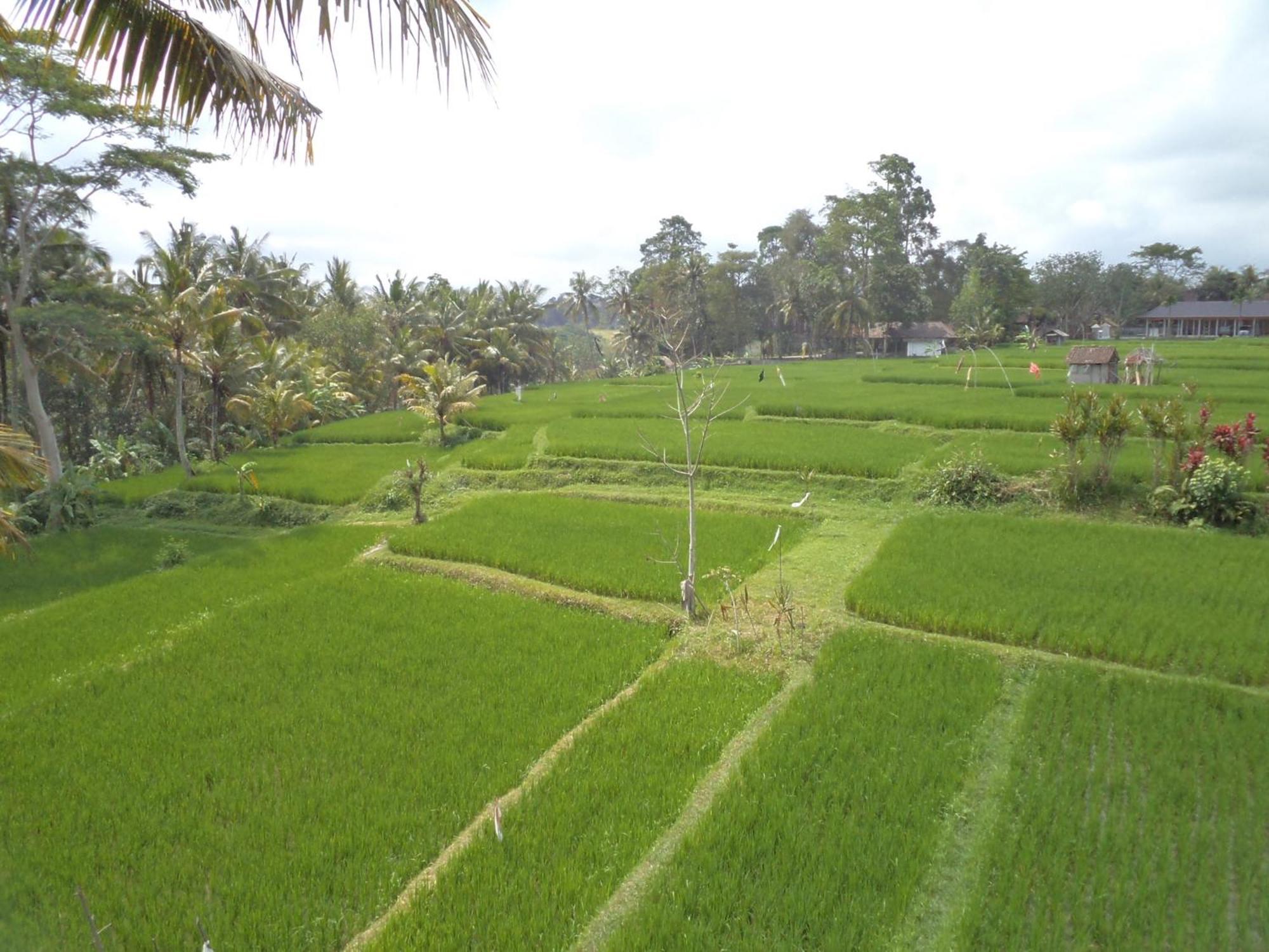 Ala'S Green Lagoon Ubud Exterior foto